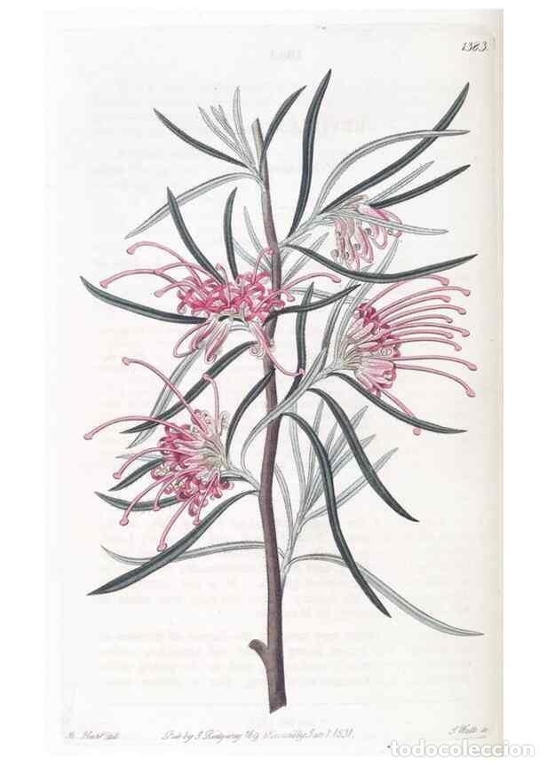 Collezionismo di Riviste e Giornali: Reproducci&oacute;n/Reproduction 49825667302: Edwards's botanical register.. London :James Ridgway,1829-184