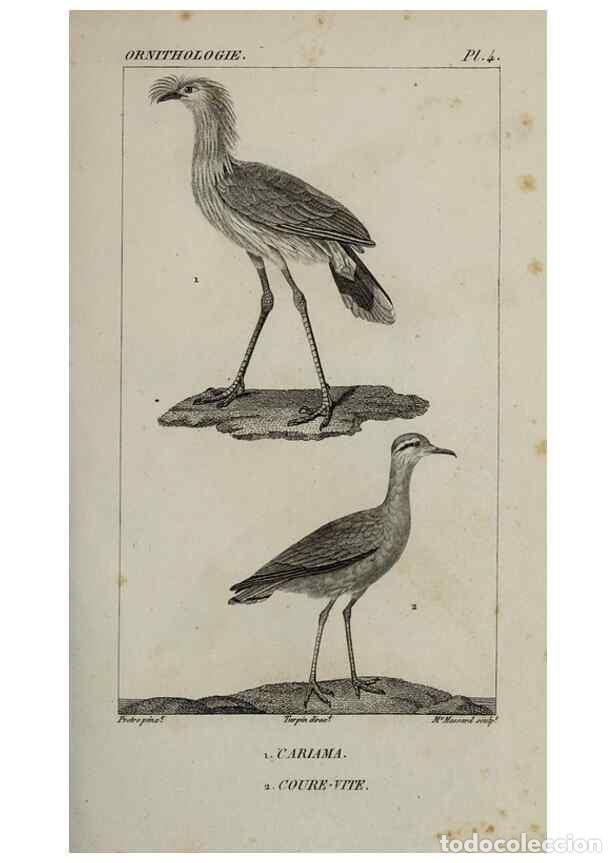 Collezionismo di Riviste e Giornali: Reproducci&oacute;n/Reproduction 49826358956: Trait&eacute; d'ornithologie, ou, Tableau m&eacute;thodique des ordres, sou