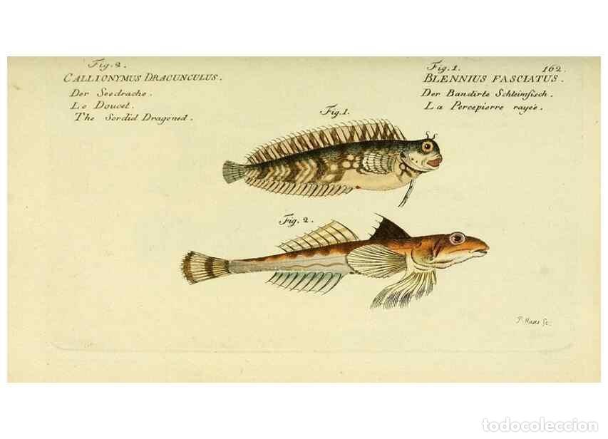 Collezionismo di Riviste e Giornali: Reproducci&oacute;n/Reproduction 49825982681: D. Marcus Elieser Bloch's, aus&uuml;benden Arztes zu Berlin ... Oe