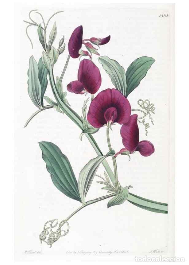 Collezionismo di Riviste e Giornali: Reproducci&oacute;n/Reproduction 49824814763: Edwards's botanical register.. London :James Ridgway,1829-184
