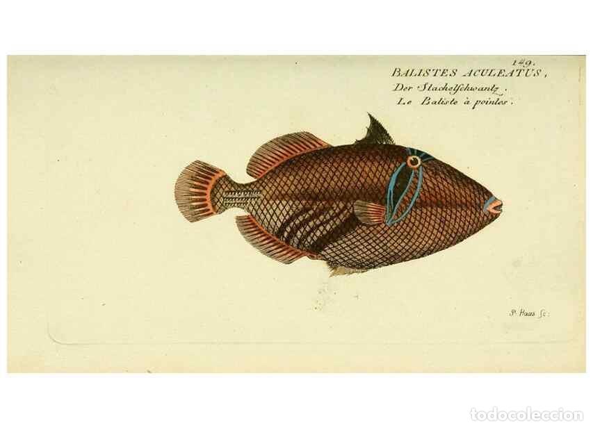 Collezionismo di Riviste e Giornali: Reproducci&oacute;n/Reproduction 49826294162: D. Marcus Elieser Bloch's, aus&uuml;benden Arztes zu Berlin ... Oe