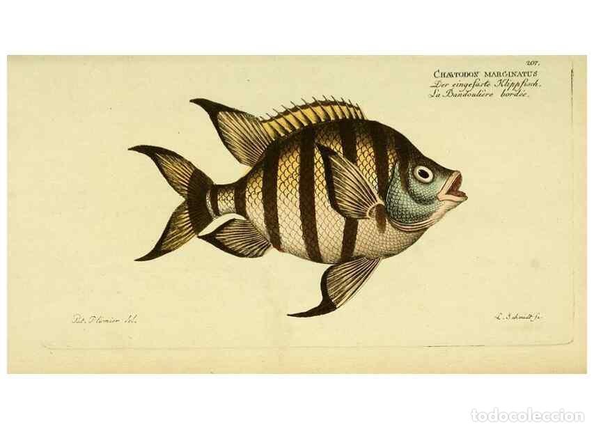 Collezionismo di Riviste e Giornali: Reproducci&oacute;n/Reproduction 49826001231: D. Marcus Elieser Bloch's, aus&uuml;benden Arztes zu Berlin ... Oe