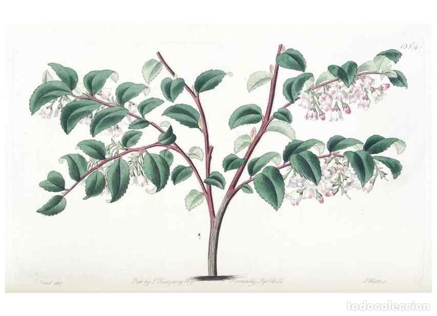 Collezionismo di Riviste e Giornali: Reproducci&oacute;n/Reproduction 49824806153: Edwards's botanical register.. London :James Ridgway,1829-184