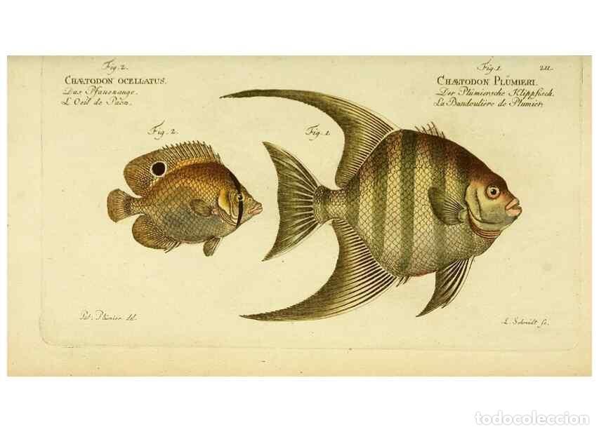 Collezionismo di Riviste e Giornali: Reproducci&oacute;n/Reproduction 49826002501: D. Marcus Elieser Bloch's, aus&uuml;benden Arztes zu Berlin ... Oe