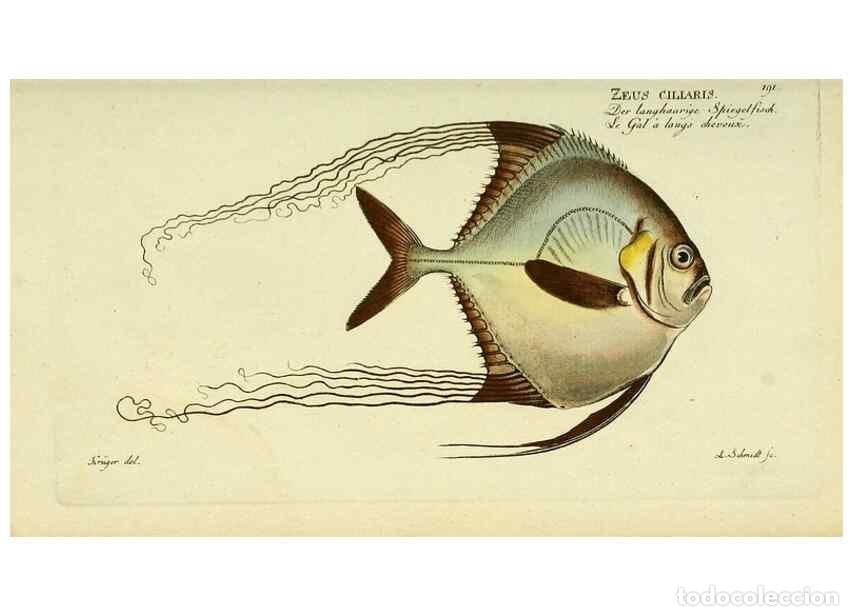 Collezionismo di Riviste e Giornali: Reproducci&oacute;n/Reproduction 49825462268: D. Marcus Elieser Bloch's, aus&uuml;benden Arztes zu Berlin ... Oe