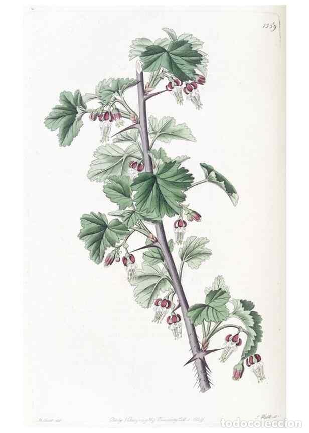 Collezionismo di Riviste e Giornali: Reproducci&oacute;n/Reproduction 49825340091: Edwards's botanical register.. London :James Ridgway,1829-184