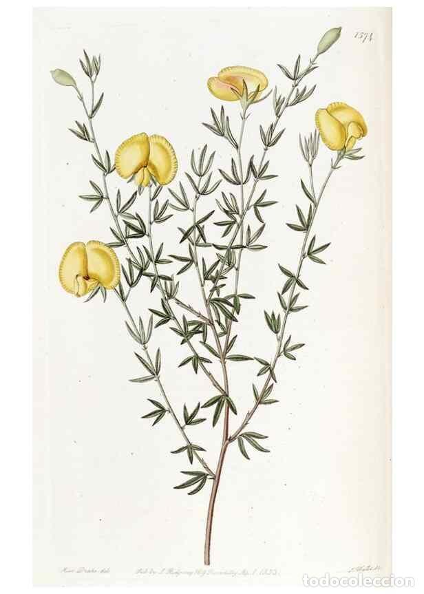 Collection Magazines and Newspapers: Reproducci&oacute;n/Reproduction 49822925956: Edwards's botanical register.. London :James Ridgway,1829-184