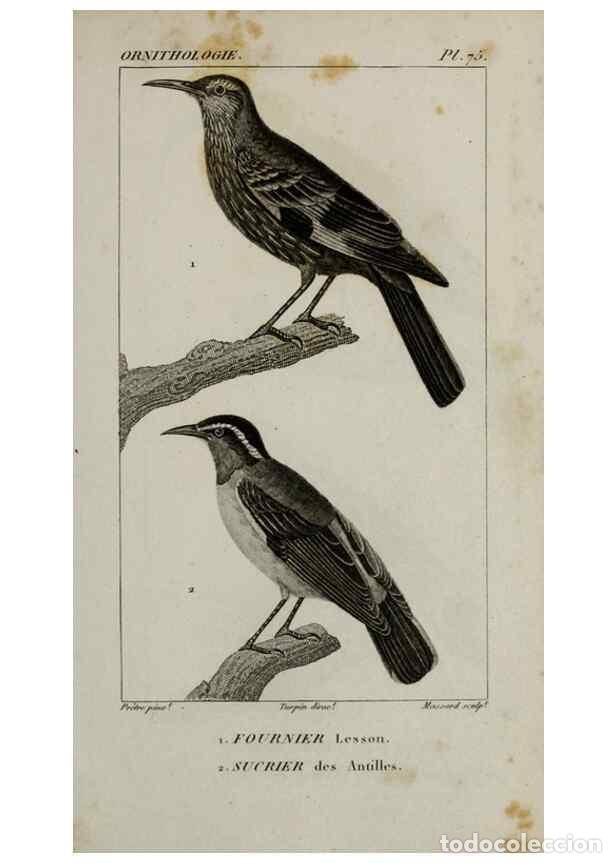 Collection Magazines and Newspapers: Reproducci&oacute;n/Reproduction 49825852423: Trait&eacute; d'ornithologie, ou, Tableau m&eacute;thodique des ordres, sou