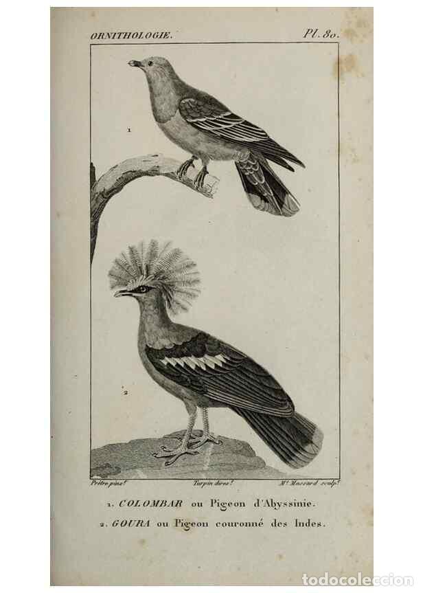 Collection Magazines and Newspapers: Reproducci&oacute;n/Reproduction 49825854933: Trait&eacute; d'ornithologie, ou, Tableau m&eacute;thodique des ordres, sou