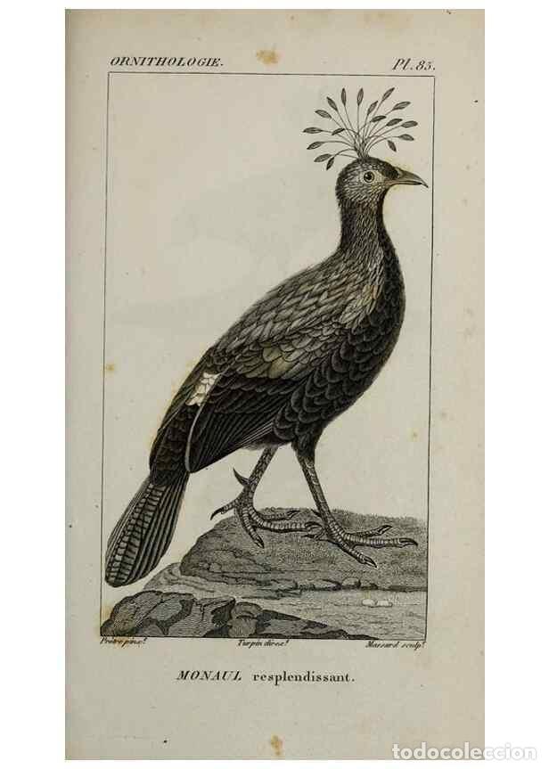 Collection Magazines and Newspapers: Reproducci&oacute;n/Reproduction 49825857498: Trait&eacute; d'ornithologie, ou, Tableau m&eacute;thodique des ordres, sou