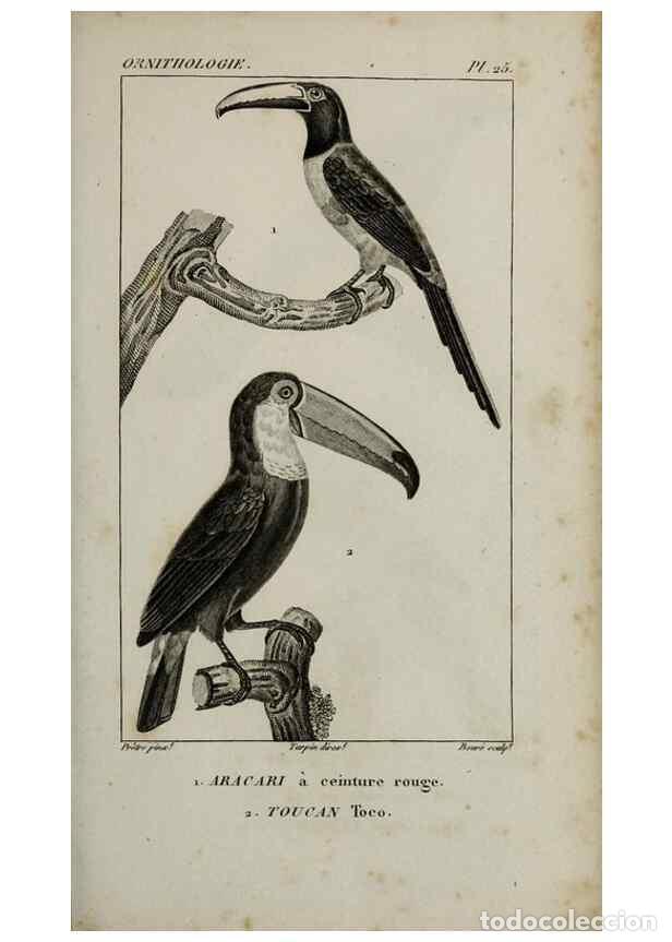 Collection Magazines and Newspapers: Reproducci&oacute;n/Reproduction 49826366451: Trait&eacute; d'ornithologie, ou, Tableau m&eacute;thodique des ordres, sou