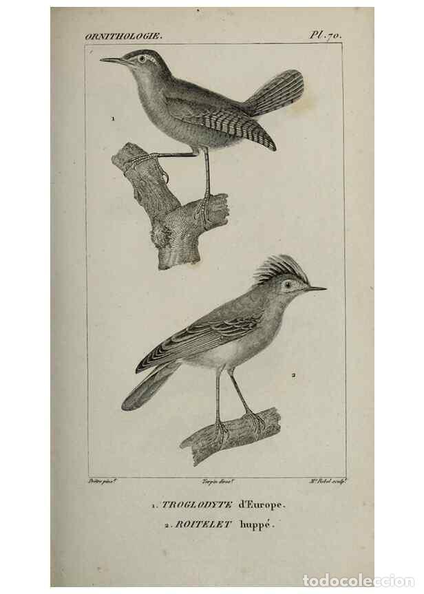 Collection Magazines and Newspapers: Reproducci&oacute;n/Reproduction 49826699627: Trait&eacute; d'ornithologie, ou, Tableau m&eacute;thodique des ordres, sou