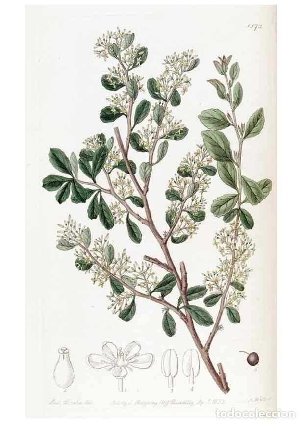 Collection Magazines and Newspapers: Reproducci&oacute;n/Reproduction 49823243237: Edwards's botanical register.. London :James Ridgway,1829-184