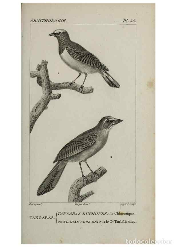 Collection Magazines and Newspapers: Reproducci&oacute;n/Reproduction 49825843968: Trait&eacute; d'ornithologie, ou, Tableau m&eacute;thodique des ordres, sou