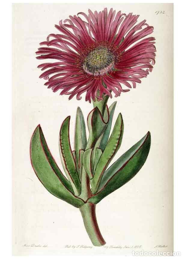 Collection Magazines and Newspapers: Reproducci&oacute;n/Reproduction 49823018672: Edwards's botanical register.. London :James Ridgway,1829-184