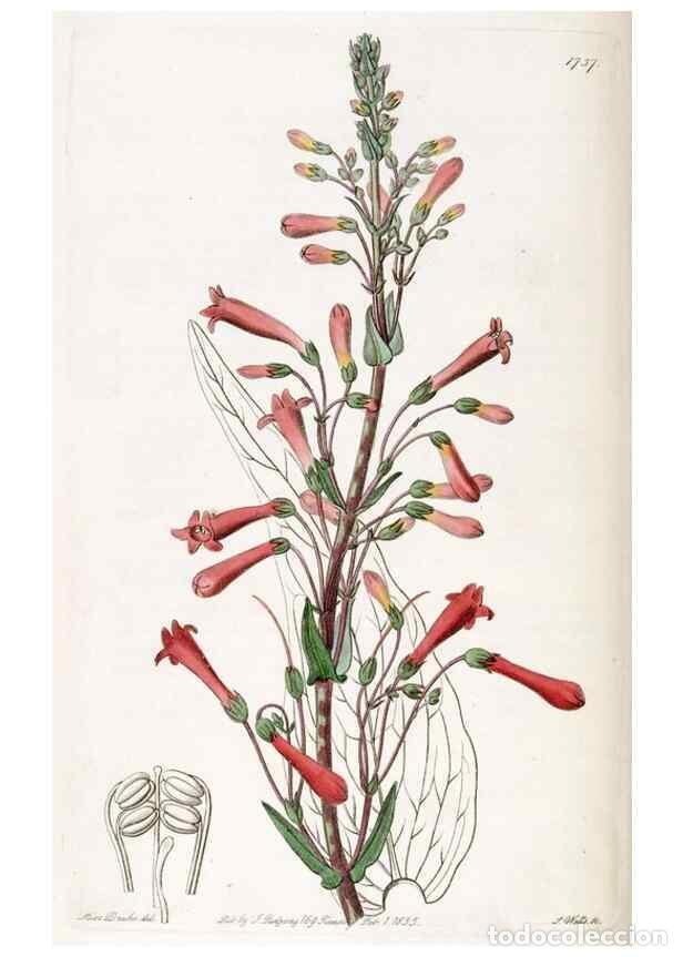 Collection Magazines and Newspapers: Reproducci&oacute;n/Reproduction 49822704991: Edwards's botanical register.. London :James Ridgway,1829-184