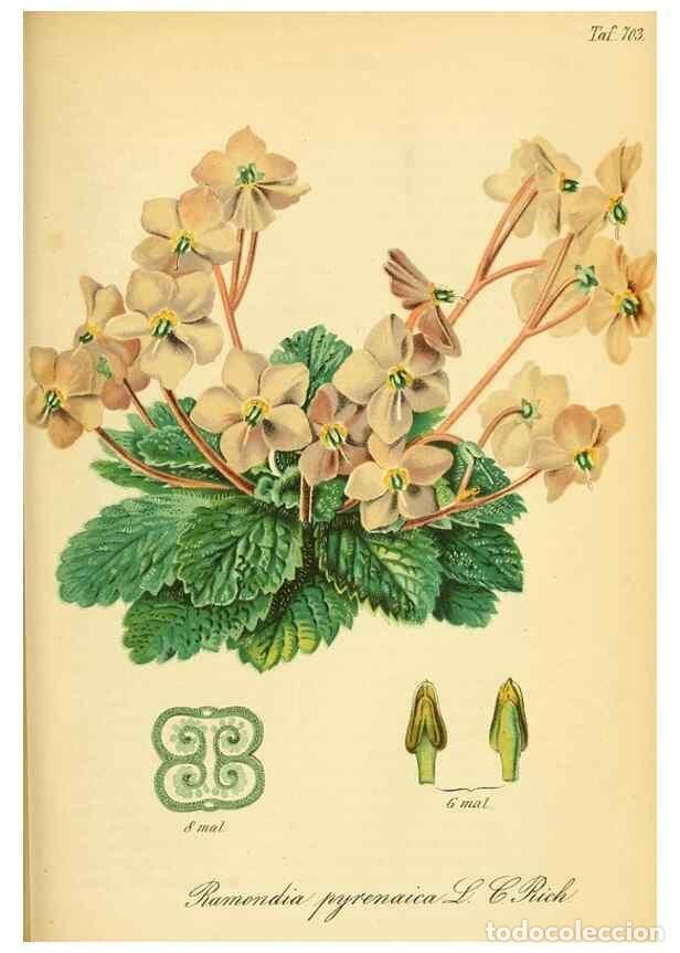 Collectionnisme de Revues et Journaux: Reproducci&oacute;n/Reproduction 49701620688: Gartenflora.. Erlangen :F. Enke,1852-1940.. - Deutsche Garten