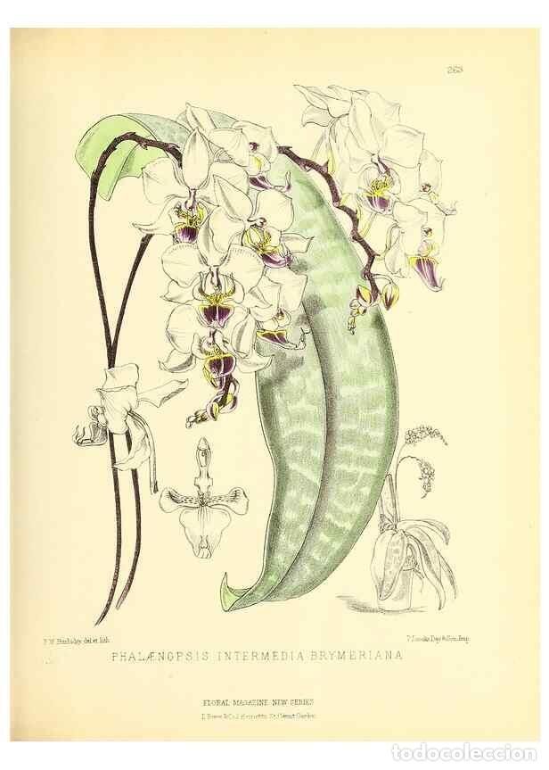 Collectionnisme de Revues et Journaux: Reproducci&oacute;n/Reproduction 49693640768: The floral magazine;. London,L. Reeve & Co.. - Dombrain, Henr