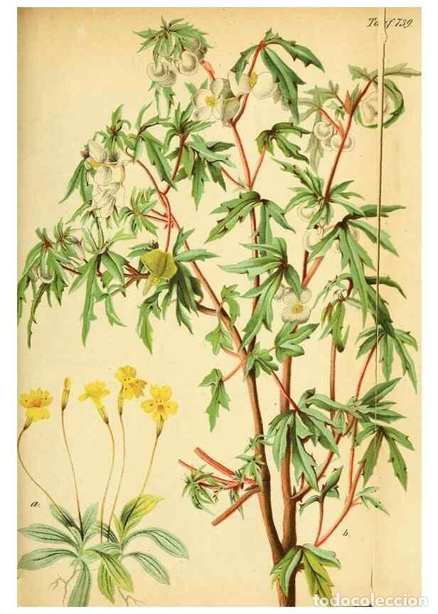 Collectionnisme de Revues et Journaux: Reproducci&oacute;n/Reproduction 49704670006: Gartenflora.. Erlangen :F. Enke,1852-1940.. - Deutsche Garten