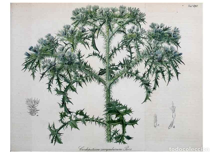 Collectionnisme de Revues et Journaux: Reproducci&oacute;n/Reproduction 49702147876: Gartenflora.. Erlangen :F. Enke,1852-1940.. - Deutsche Garten