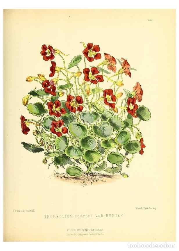 Collectionnisme de Revues et Journaux: Reproducci&oacute;n/Reproduction 49694183301: The floral magazine;. London,L. Reeve & Co.. - Dombrain, Henr