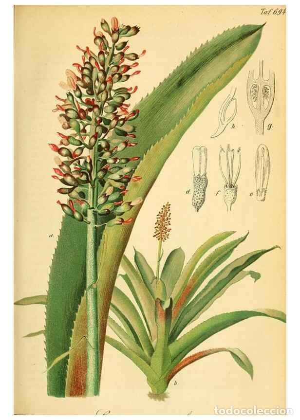 Collectionnisme de Revues et Journaux: Reproducci&oacute;n/Reproduction 49702464877: Gartenflora.. Erlangen :F. Enke,1852-1940.. - Deutsche Garten