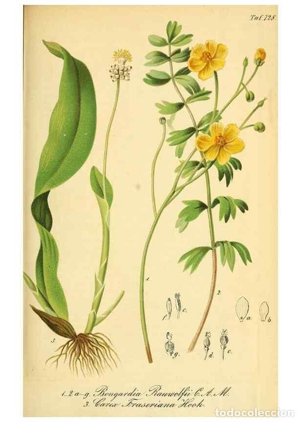Collectionnisme de Revues et Journaux: Reproducci&oacute;n/Reproduction 49704134363: Gartenflora.. Erlangen :F. Enke,1852-1940.. - Deutsche Garten
