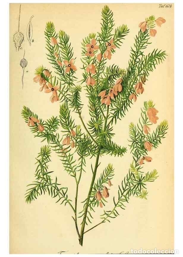 Collectionnisme de Revues et Journaux: Reproducci&oacute;n/Reproduction 49702459997: Gartenflora.. Erlangen :F. Enke,1852-1940.. - Deutsche Garten