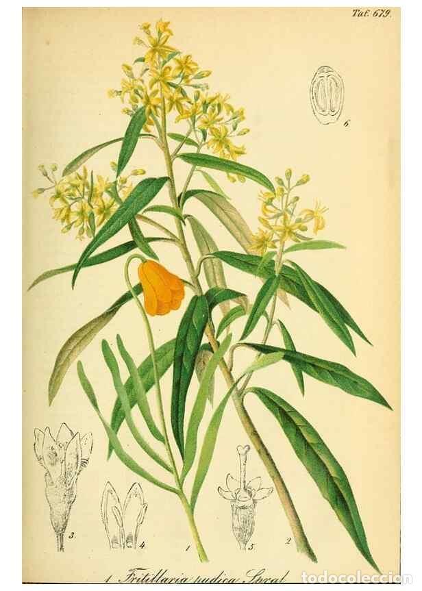 Collectionnisme de Revues et Journaux: Reproducci&oacute;n/Reproduction 49702461332: Gartenflora.. Erlangen :F. Enke,1852-1940.. - Deutsche Garten