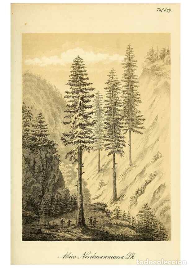 Collectionnisme de Revues et Journaux: Reproducci&oacute;n/Reproduction 49702149521: Gartenflora.. Erlangen :F. Enke,1852-1940.. - Deutsche Garten