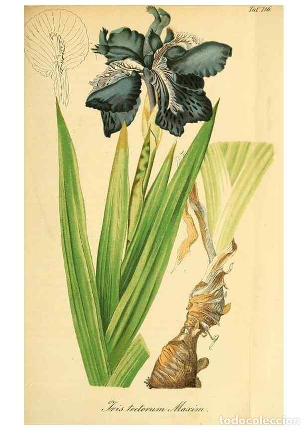 Collectionnisme de Revues et Journaux: Reproducci&oacute;n/Reproduction 49704659916: Gartenflora.. Erlangen :F. Enke,1852-1940.. - Deutsche Garten