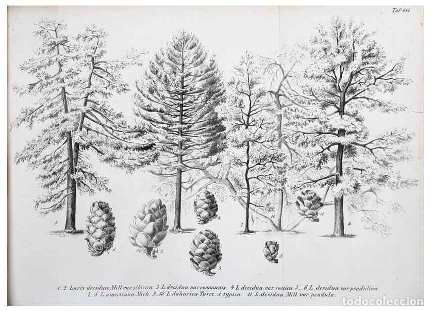 Collectionnisme de Revues et Journaux: Reproducci&oacute;n/Reproduction 49702462762: Gartenflora.. Erlangen :F. Enke,1852-1940.. - Deutsche Garten