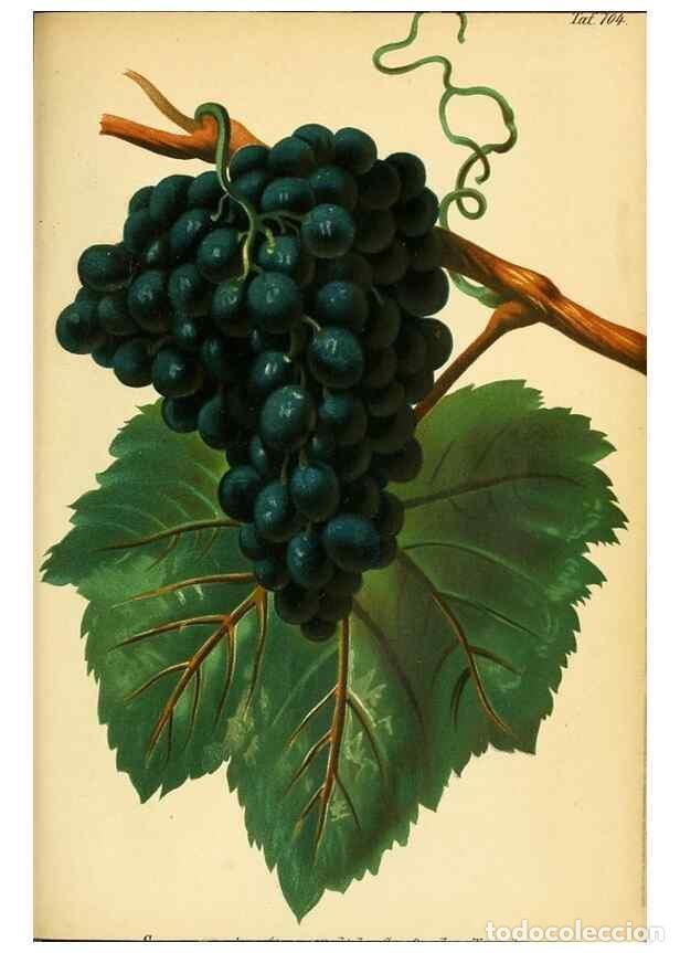 Collectionnisme de Revues et Journaux: Reproducci&oacute;n/Reproduction 49702467422: Gartenflora.. Erlangen :F. Enke,1852-1940.. - Deutsche Garten