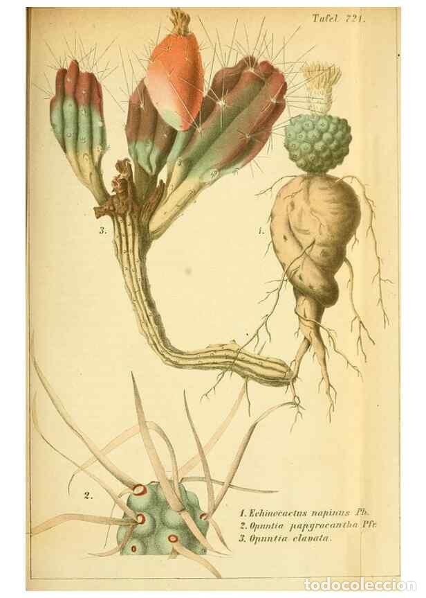 Collectionnisme de Revues et Journaux: Reproducci&oacute;n/Reproduction 49704981242: Gartenflora.. Erlangen :F. Enke,1852-1940.. - Deutsche Garten