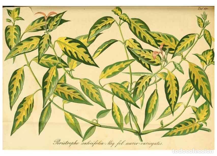 Collectionnisme de Revues et Journaux: Reproducci&oacute;n/Reproduction 49701617678: Gartenflora.. Erlangen :F. Enke,1852-1940.. - Deutsche Garten