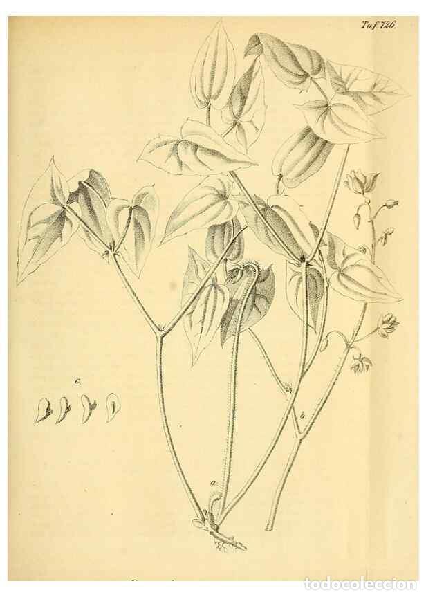Collectionnisme de Revues et Journaux: Reproducci&oacute;n/Reproduction 49704663181: Gartenflora.. Erlangen :F. Enke,1852-1940.. - Deutsche Garten
