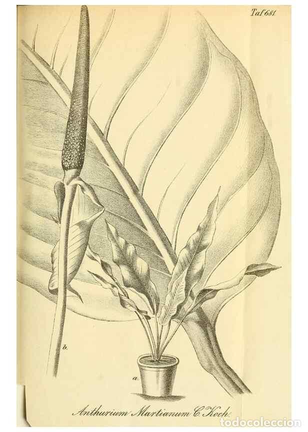Collectionnisme de Revues et Journaux: Reproducci&oacute;n/Reproduction 49702145471: Gartenflora.. Erlangen :F. Enke,1852-1940.. - Deutsche Garten