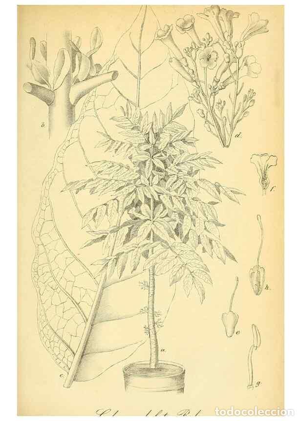 Collectionnisme de Revues et Journaux: Reproducci&oacute;n/Reproduction 49702045021: Gartenflora.. Erlangen :F. Enke,1852-1940.. - Deutsche Garten