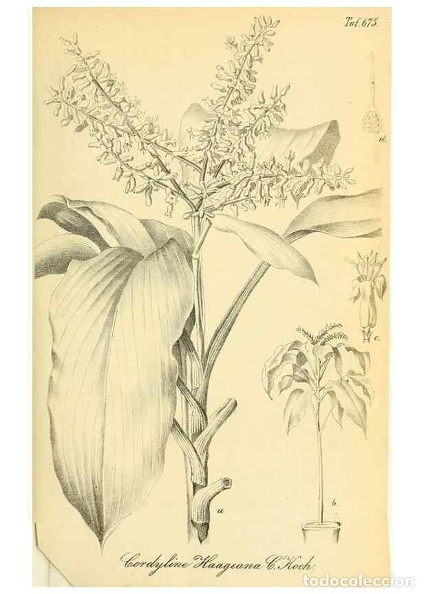 Collectionnisme de Revues et Journaux: Reproducci&oacute;n/Reproduction 49702143776: Gartenflora.. Erlangen :F. Enke,1852-1940.. - Deutsche Garten