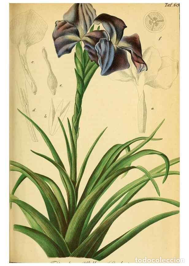 Collectionnisme de Revues et Journaux: Reproducci&oacute;n/Reproduction 49698632381: Gartenflora.. Erlangen :F. Enke,1852-1940.. - Deutsche Garten