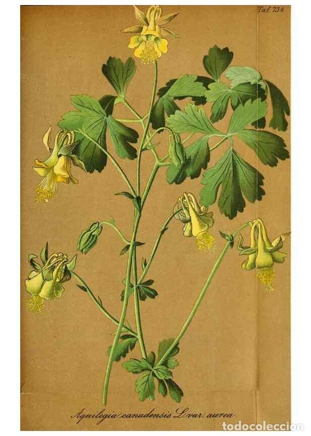 Collectionnisme de Revues et Journaux: Reproducci&oacute;n/Reproduction 49704138238: Gartenflora.. Erlangen :F. Enke,1852-1940.. - Deutsche Garten
