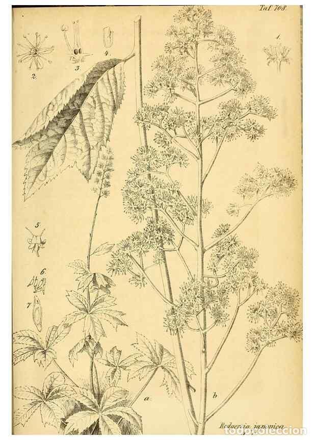 Collectionnisme de Revues et Journaux: Reproducci&oacute;n/Reproduction 49701621883: Gartenflora.. Erlangen :F. Enke,1852-1940.. - Deutsche Garten