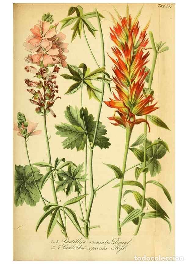 Collectionnisme de Revues et Journaux: Reproducci&oacute;n/Reproduction 49704988712: Gartenflora.. Erlangen :F. Enke,1852-1940.. - Deutsche Garten