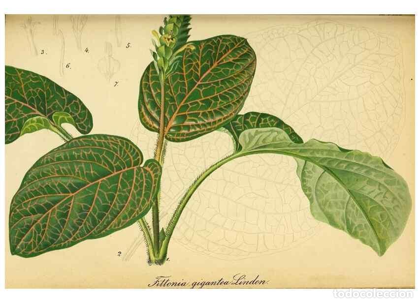 Collectionnisme de Revues et Journaux: Reproducci&oacute;n/Reproduction 49698102828: Gartenflora.. Erlangen :F. Enke,1852-1940.. - Deutsche Garten