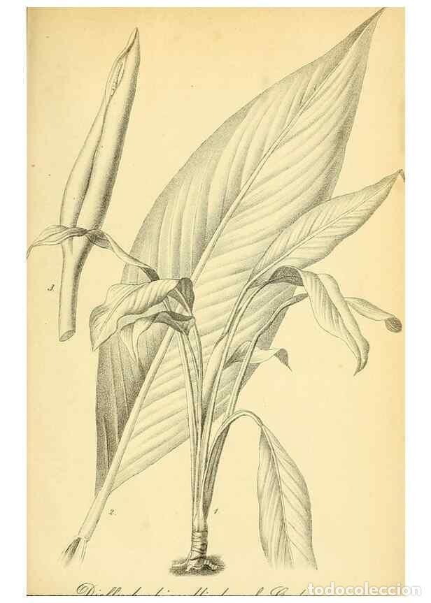 Collectionnisme de Revues et Journaux: Reproducci&oacute;n/Reproduction 49702045961: Gartenflora.. Erlangen :F. Enke,1852-1940.. - Deutsche Garten