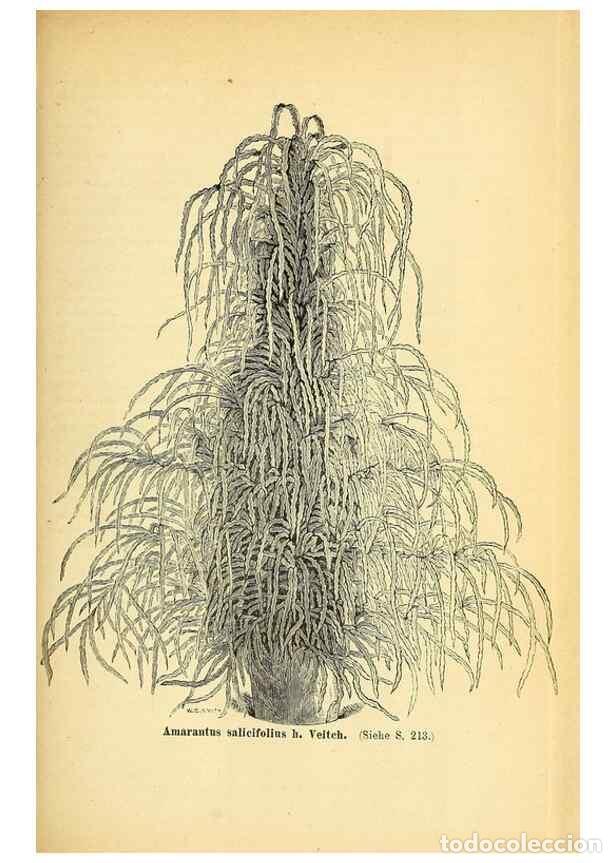 Collectionnisme de Revues et Journaux: Reproducci&oacute;n/Reproduction 49704135563: Gartenflora.. Erlangen :F. Enke,1852-1940.. - Deutsche Garten