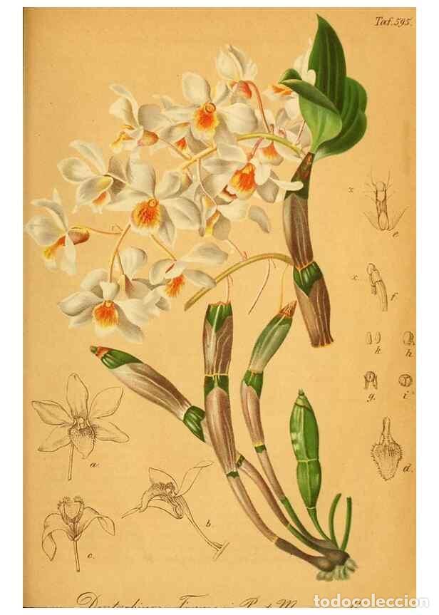 Collectionnisme de Revues et Journaux: Reproducci&oacute;n/Reproduction 49698505846: Gartenflora.. Erlangen :F. Enke,1852-1940.. - Deutsche Garten