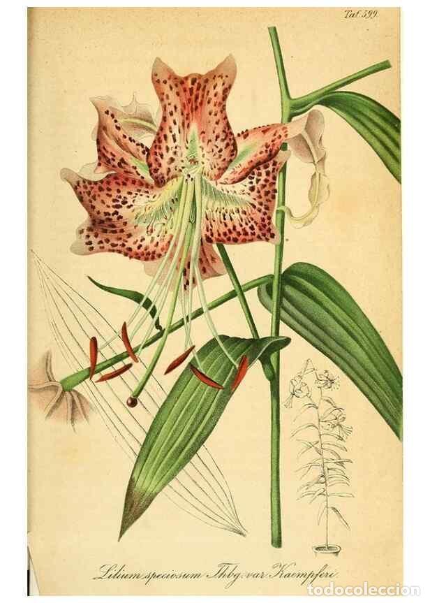 Sammeln von Zeitschriften und Zeitungen: Reproducci&oacute;n/Reproduction 49698506816: Gartenflora.. Erlangen :F. Enke,1852-1940.. - Deutsche Garten