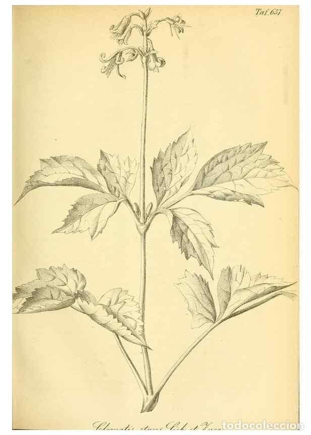 Sammeln von Zeitschriften und Zeitungen: Reproducci&oacute;n/Reproduction 49702042246: Gartenflora.. Erlangen :F. Enke,1852-1940.. - Deutsche Garten