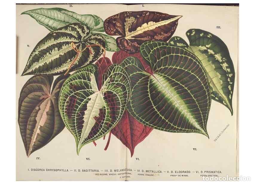 Sammeln von Zeitschriften und Zeitungen: Reproducci&oacute;n/Reproduction 49690643636: L'Illustration horticole :. Gand, Belgium :Imprimerie et lith